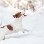 Kutya a hóban