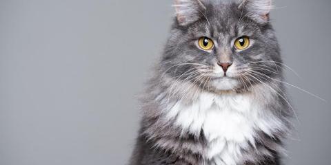 Mennyit tudsz az egyes macskafajtákról?