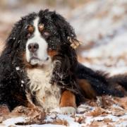 Erre figyelj télen, ha hosszú szőrű kutyád van