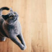 Macskák testbeszéde, mennyit tudsz róla?