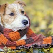 Kutyahideg - figyelj télen is kutyád egészségére!