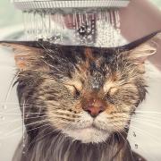 Így fürdesd a macskádat