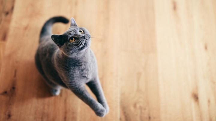 Szótár macskákhoz: melyik nyávogás mit jelent? - Dívány