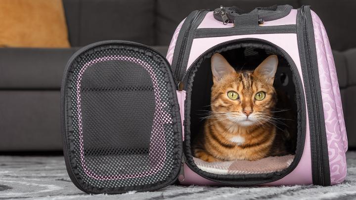 Utazás macskával?