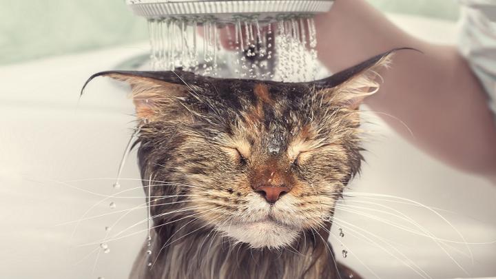 Így fürdesd a macskádat